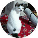 Fatcat 1010 Fatcat 1010